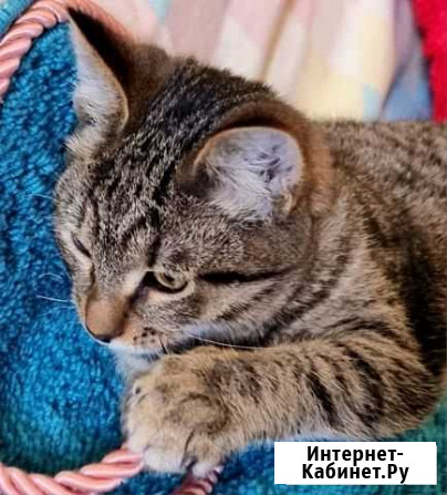 Котенок Воскресенск - изображение 1