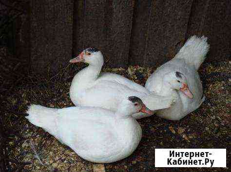 Утята продам подрощеные Матвеев-Курган