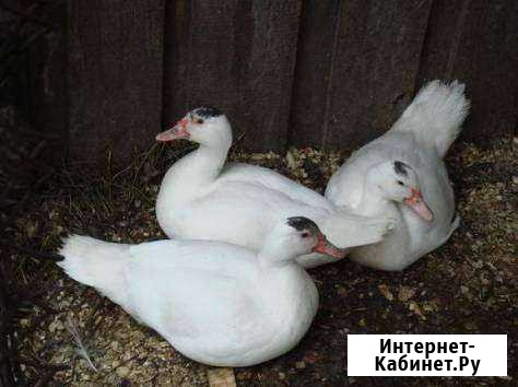Утята продам подрощеные Матвеев-Курган - изображение 1