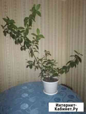 Лавровое дерево Благовещенск