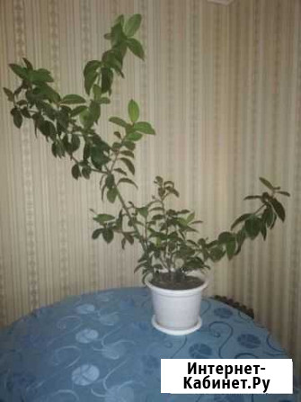 Лавровое дерево Благовещенск - изображение 1