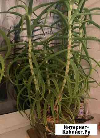 Алоэ лечебный Омск