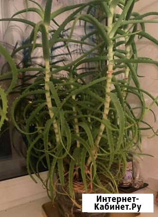 Алоэ лечебный Омск - изображение 1