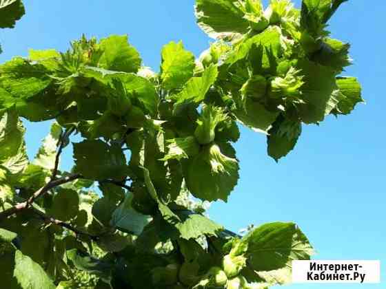 Фундук Трапезунд Симферополь