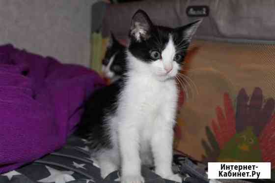 Шикарный котята ищут дом Тула