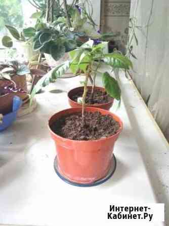 Китайская роза, гибискус Тула