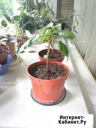 Китайская роза, гибискус Тула - изображение 1