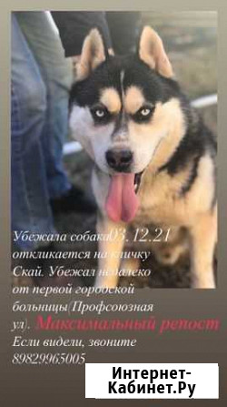 Потерялась собака Ижевск - изображение 1