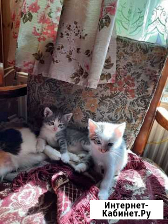 Котята в добрые руки Кисловодск - изображение 1