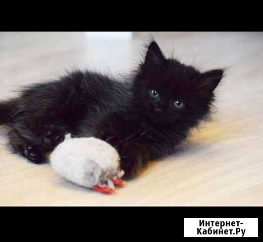 Милые пушистики,котик/кошека, 2,5мес. Отдам в добр Ангарск - изображение 1