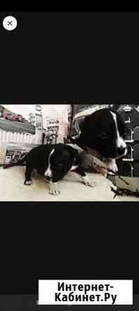 Щенки питбуля Москва