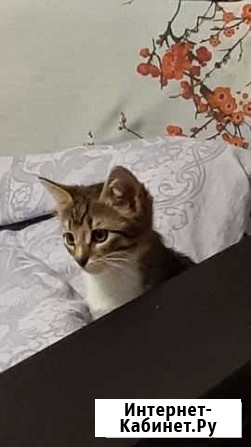 Котята Иваново - изображение 1