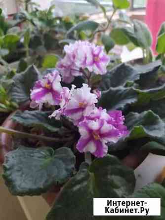 Фиалки Новокузнецк