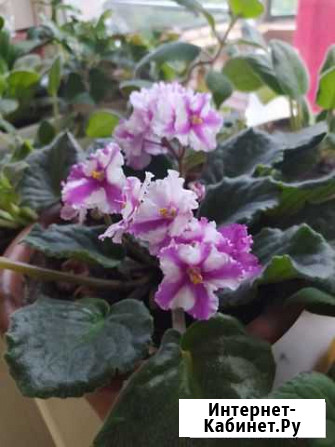 Фиалки Новокузнецк - изображение 1