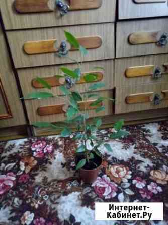 Фикус Новозыбков