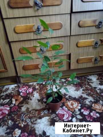 Фикус Новозыбков - изображение 1