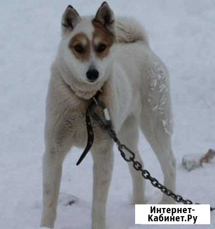 Лайка в добрые руки Казань - изображение 1