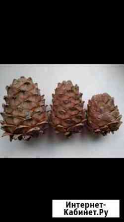 Шишки кедровые с орехами Ижевск