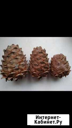 Шишки кедровые с орехами Ижевск - изображение 1