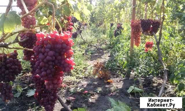 Саженцы винограда Мичуринск - изображение 1