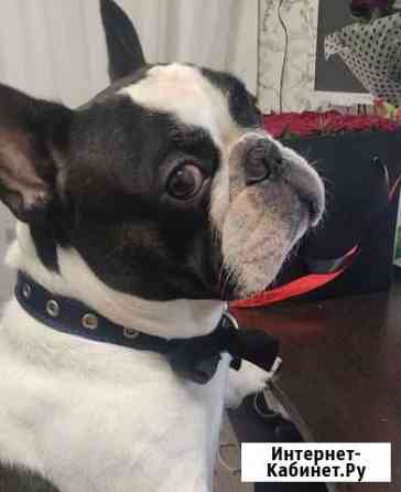 Французский бульдог кабель вязка Москва