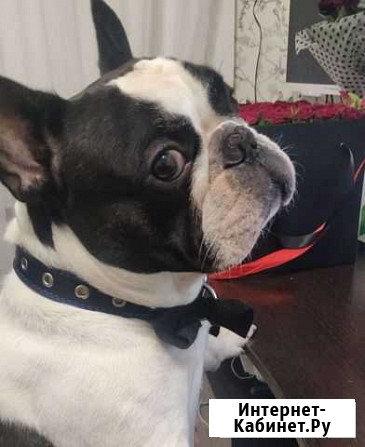 Французский бульдог кабель вязка Москва - изображение 1
