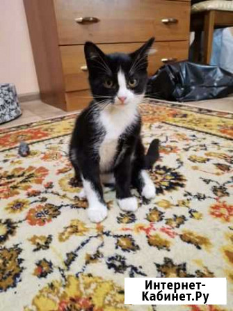 Котята в добрые руки Санкт-Петербург - изображение 1