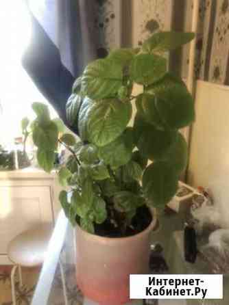 Цветок Пермь