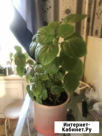 Цветок Пермь - изображение 1