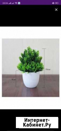 Декоративные растения Балашиха - изображение 1