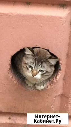 Кошка Астрахань - изображение 1