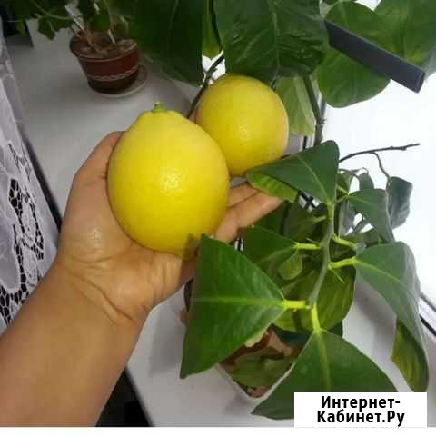 Лимон комнатный Нововеличковская - изображение 1