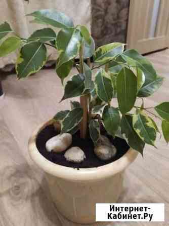 Фикус бенджамина пестролистный Иваново