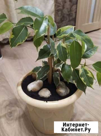 Фикус бенджамина пестролистный Иваново - изображение 1