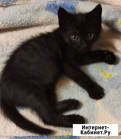 Котёнок Павлово - изображение 1