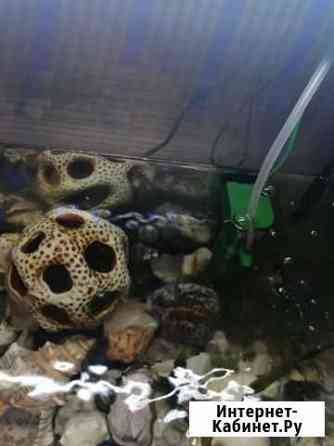 Аквариум Тетра на 30 литров Нижний Новгород