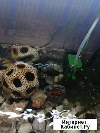 Аквариум Тетра на 30 литров Нижний Новгород - изображение 1