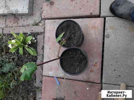 Виноград Ярославль