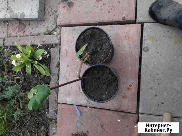 Виноград Ярославль - изображение 1