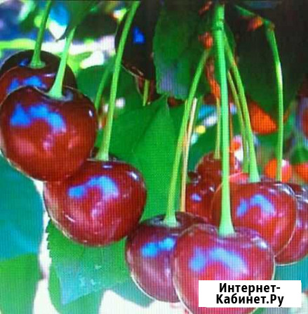 Вишня разных сортов Миасс - изображение 1