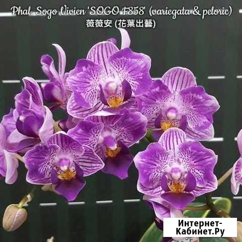 Продам орхидею Миасс - изображение 1