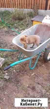 Щенки в частный дом Екатеринбург