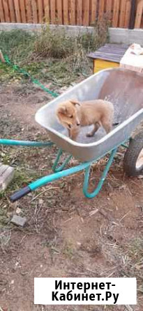 Щенки в частный дом Екатеринбург - изображение 1