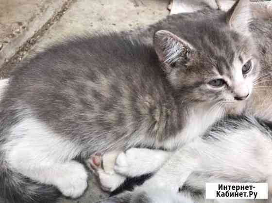 Котенок Краснодар