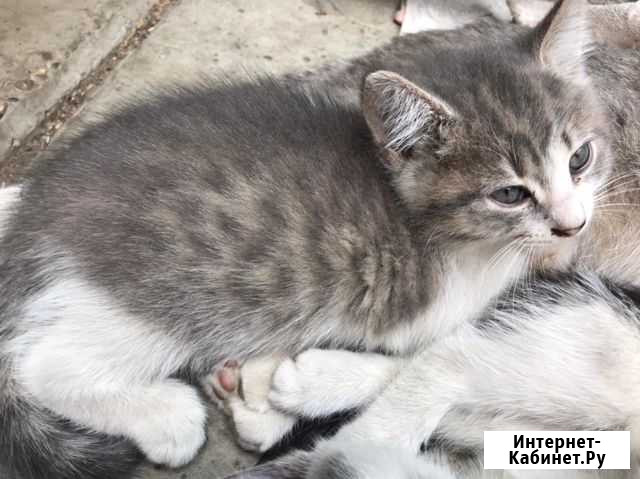 Котенок Краснодар - изображение 1
