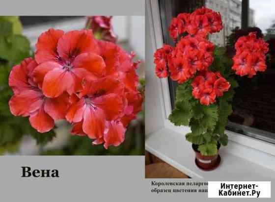 Пеларгония королевская Димитровград