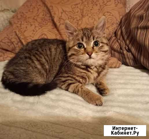 Котята Саранск - изображение 1