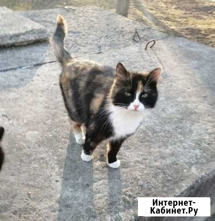 Нужен дом красивой кошечке Клин - изображение 1