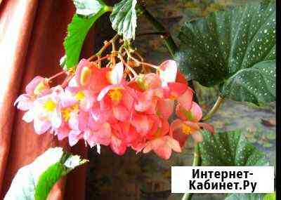 Бегония,традесканция Дзержинск