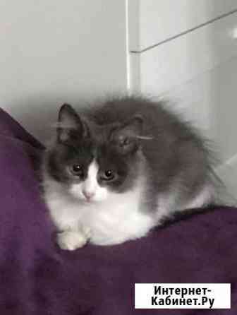 Кошка Мытищи